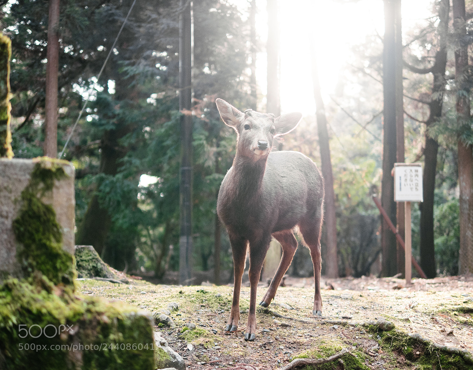 Panasonic Lumix DMC-GX85 (Lumix DMC-GX80 / Lumix DMC-GX7 Mark II) sample photo. Meeting the wild photography