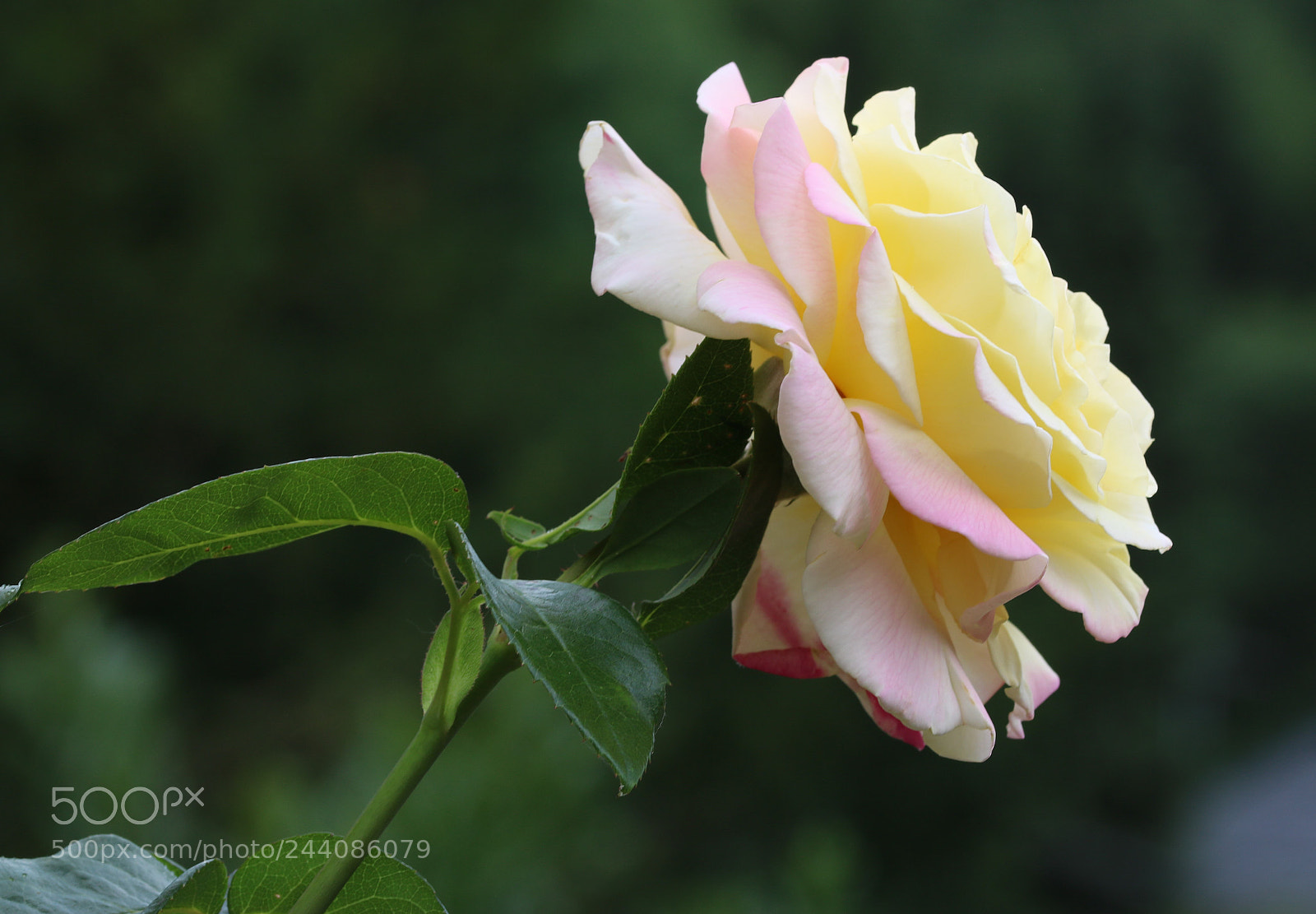 Canon EOS 760D (EOS Rebel T6s / EOS 8000D) sample photo. The rose photography