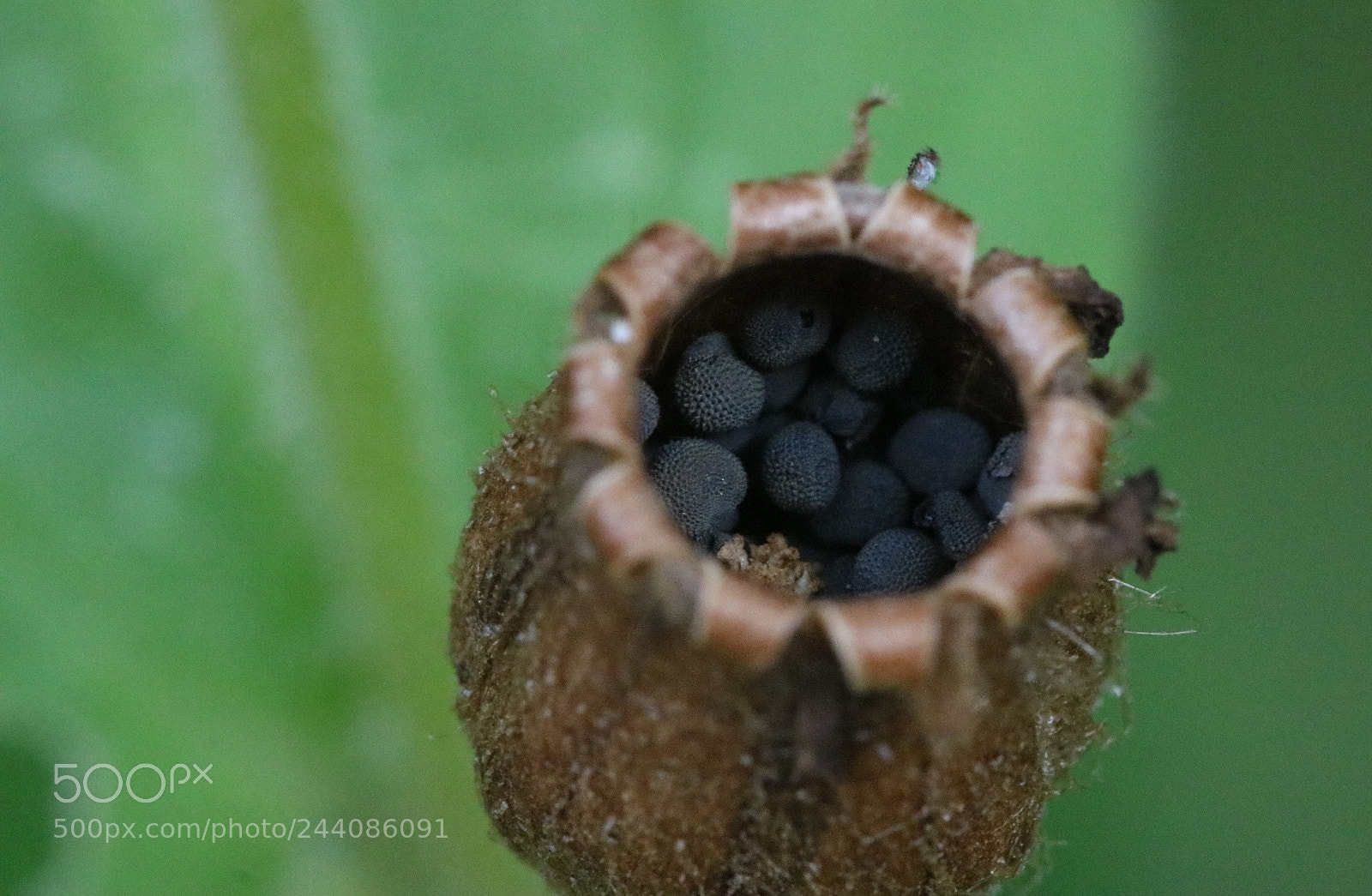 Canon EOS 760D (EOS Rebel T6s / EOS 8000D) sample photo. Super strange flower fruit photography