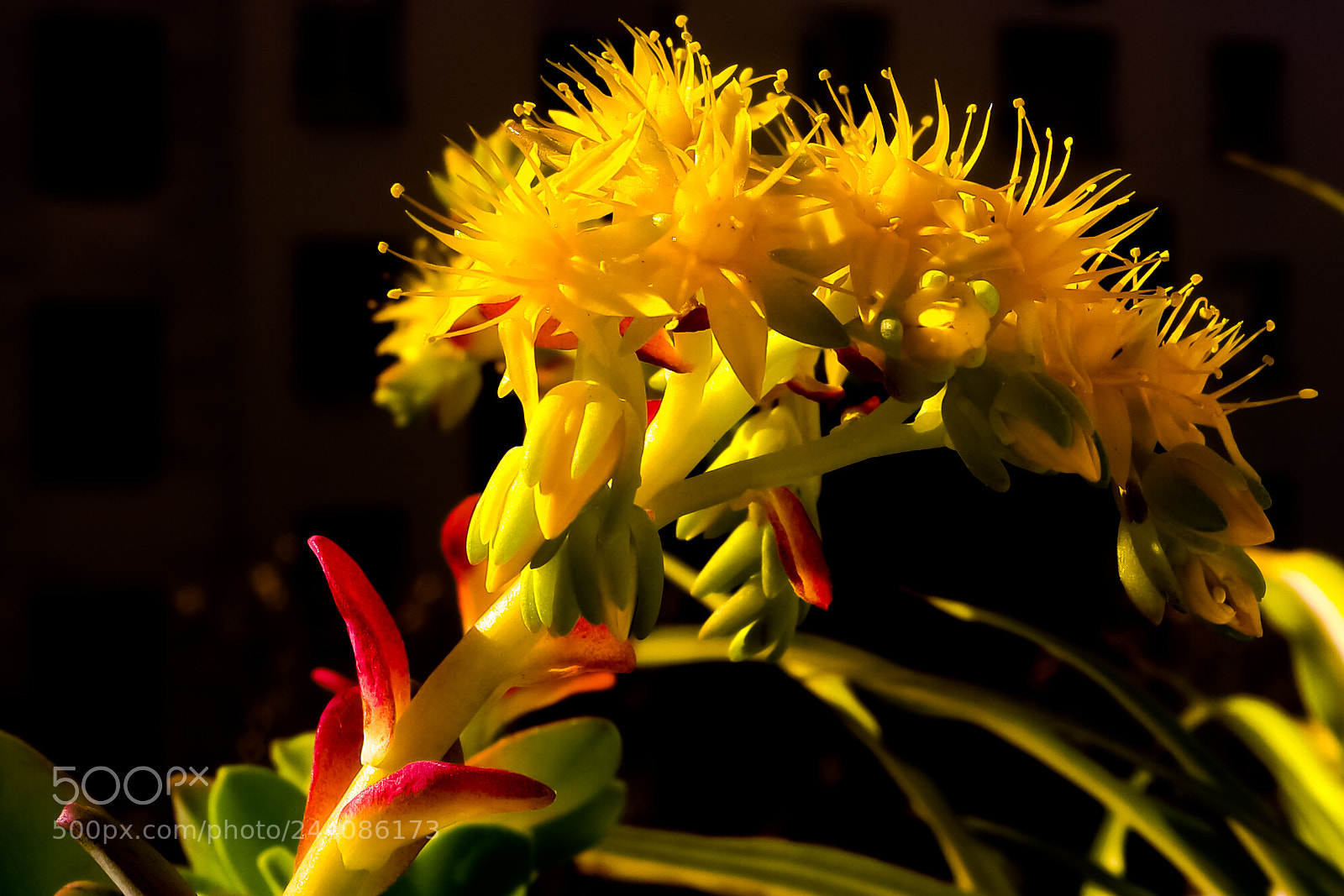 Samsung NX500 sample photo. Beth photography