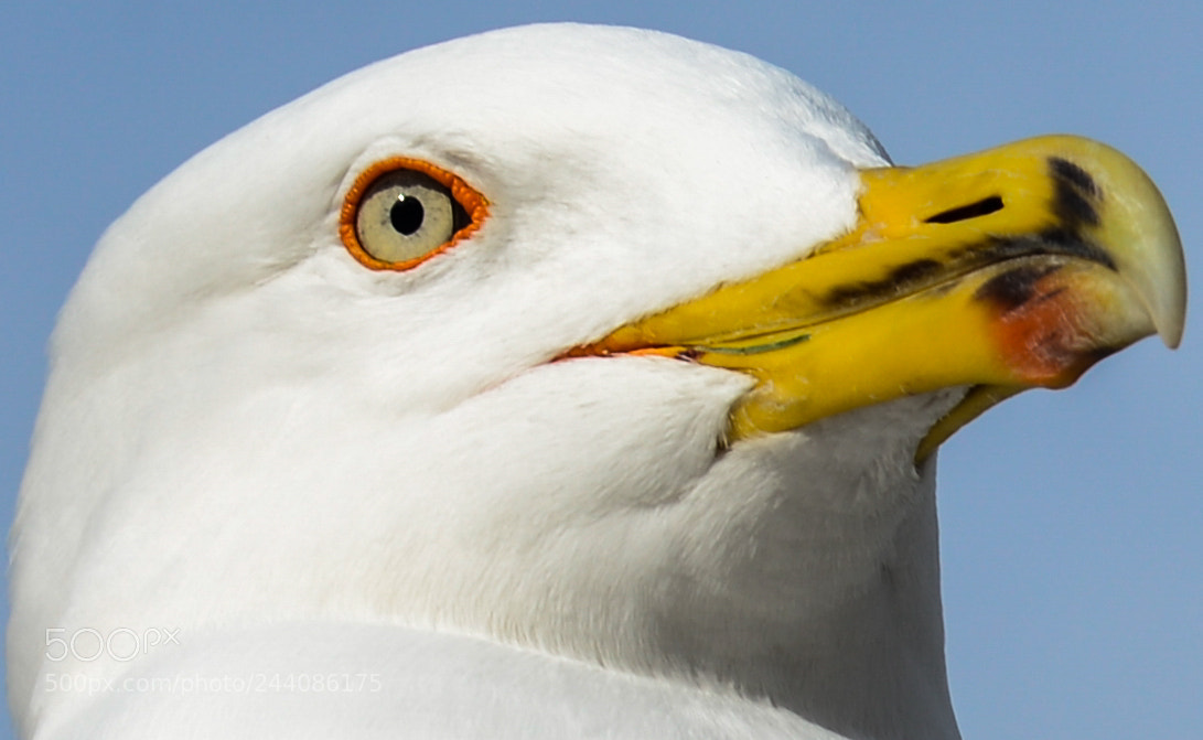Nikon D610 sample photo. Seagull photography
