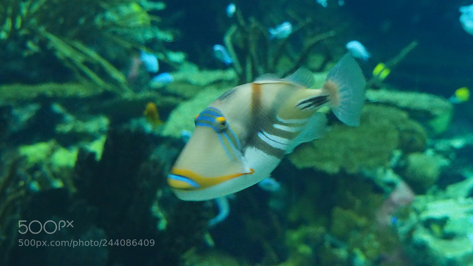 Olympus OM-D E-M5 II sample photo. Fish photography