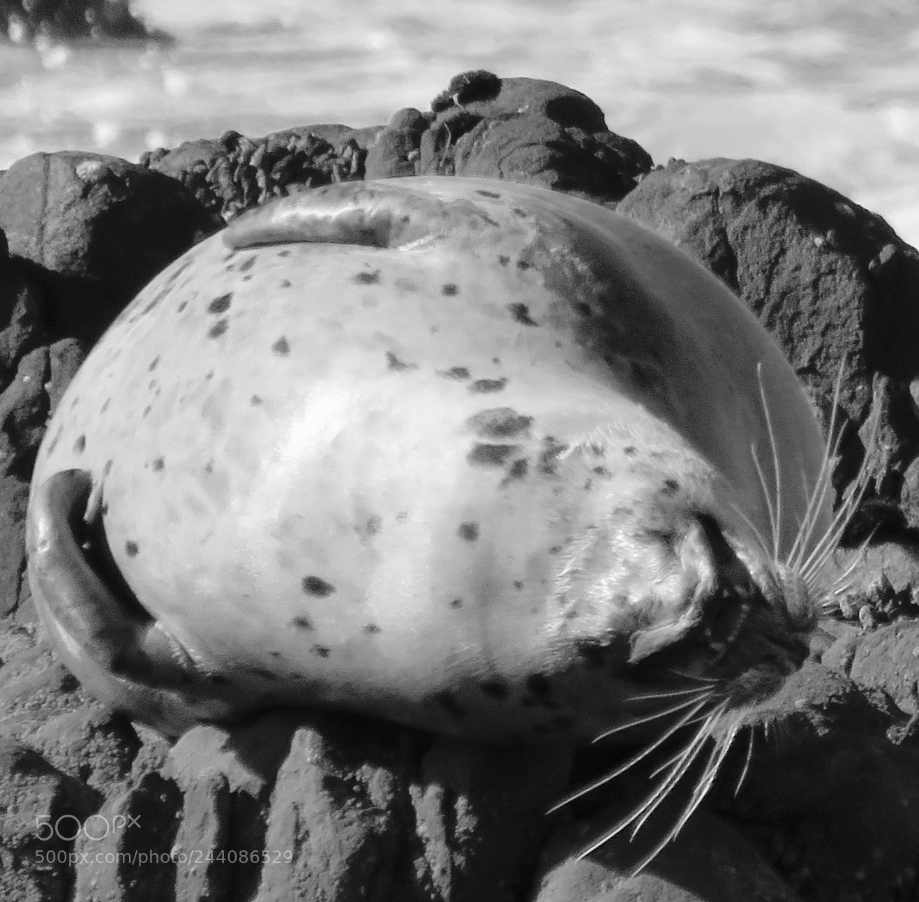 Canon PowerShot SX60 HS sample photo. Sea lion snoring photography