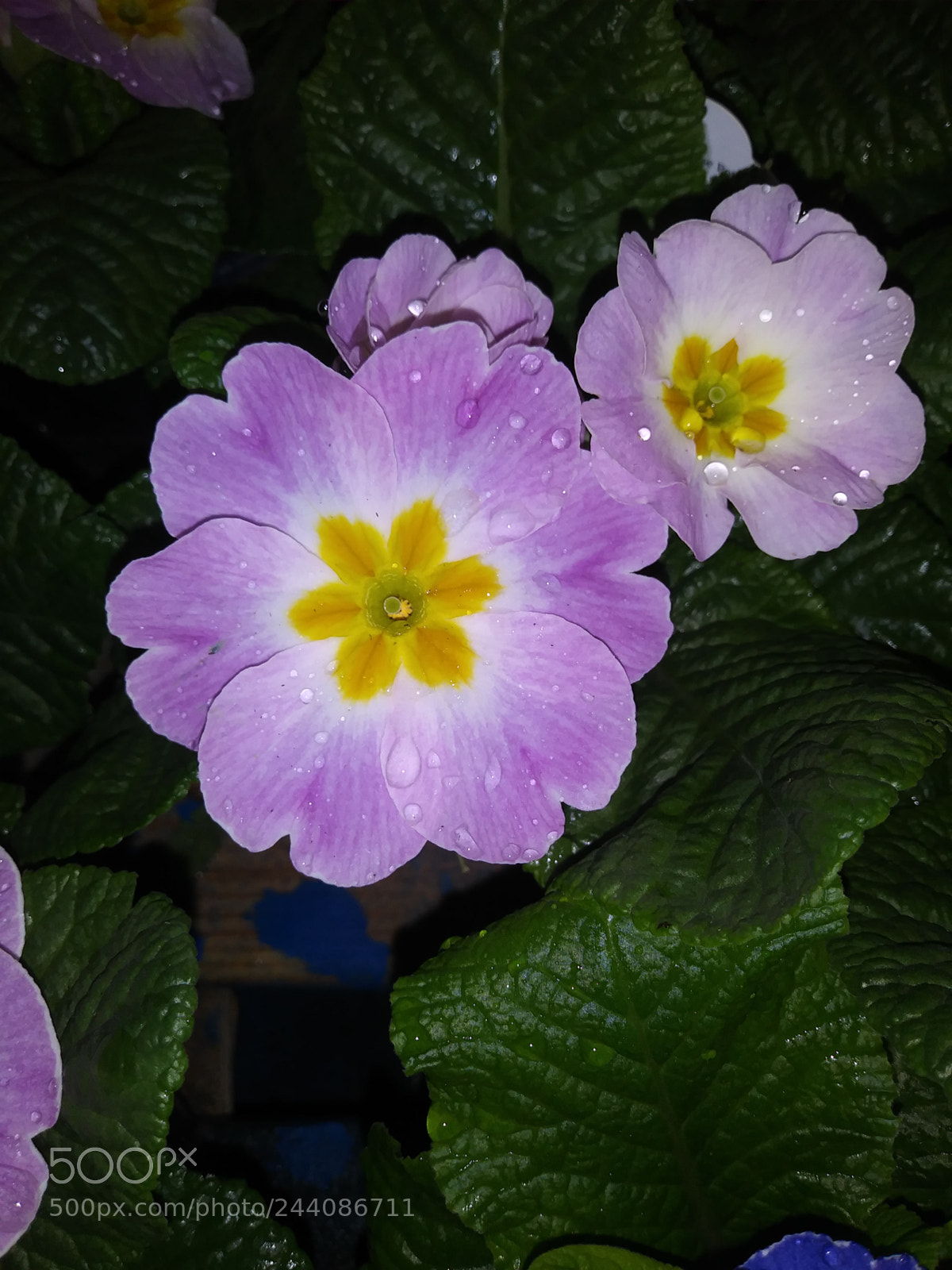 LG K20 PLUS sample photo. Untitled photography