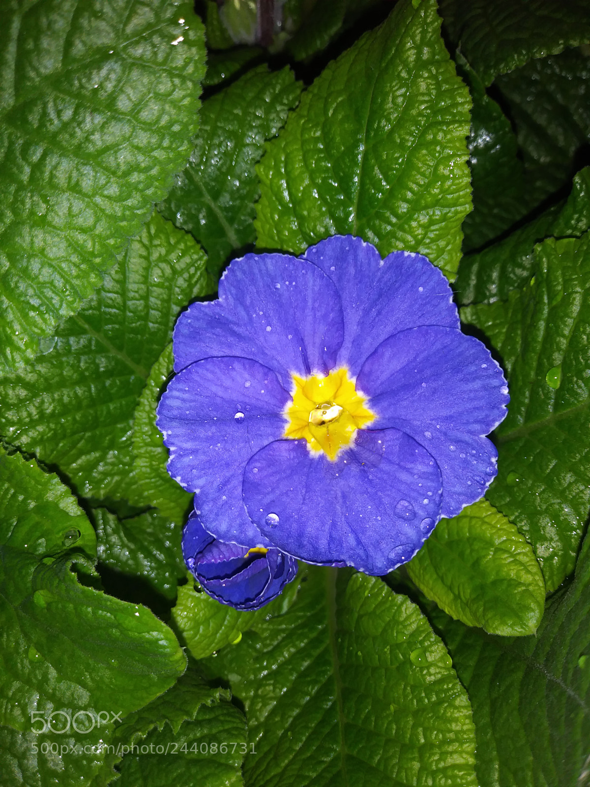 LG K20 PLUS sample photo. Untitled photography