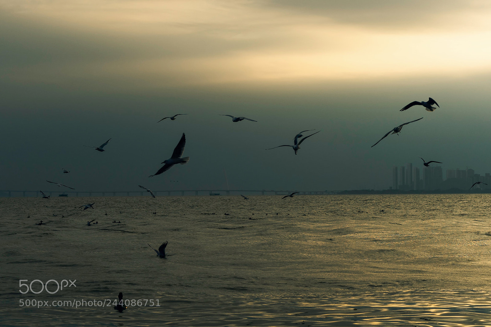 Sony a7 sample photo. 海鸥 photography
