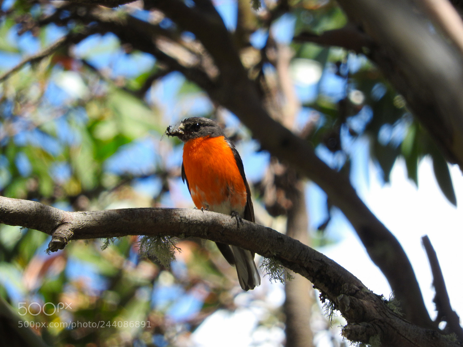 Nikon Coolpix P610 sample photo. Flame robin photography