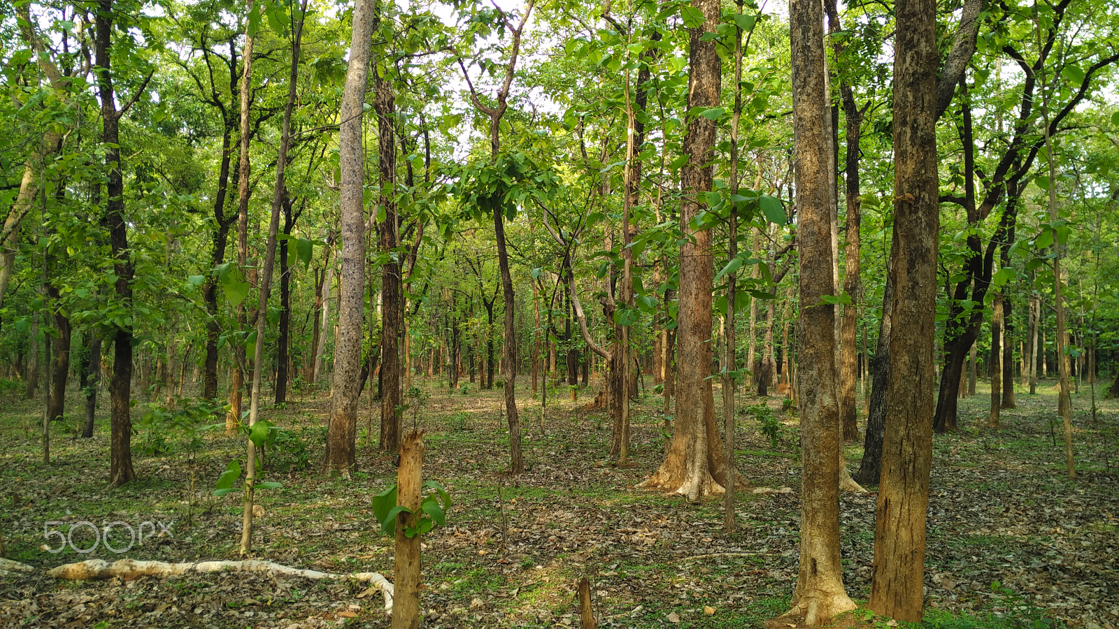 Xiaomi Mi 4i sample photo. Forest photography