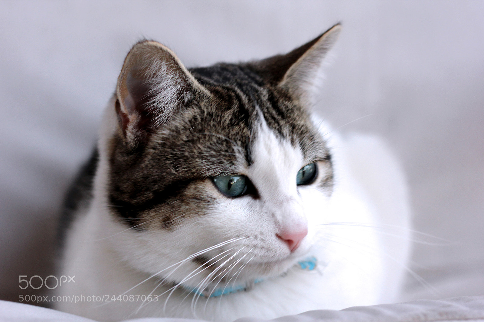 Canon EOS 60D sample photo. Gato  1 photography