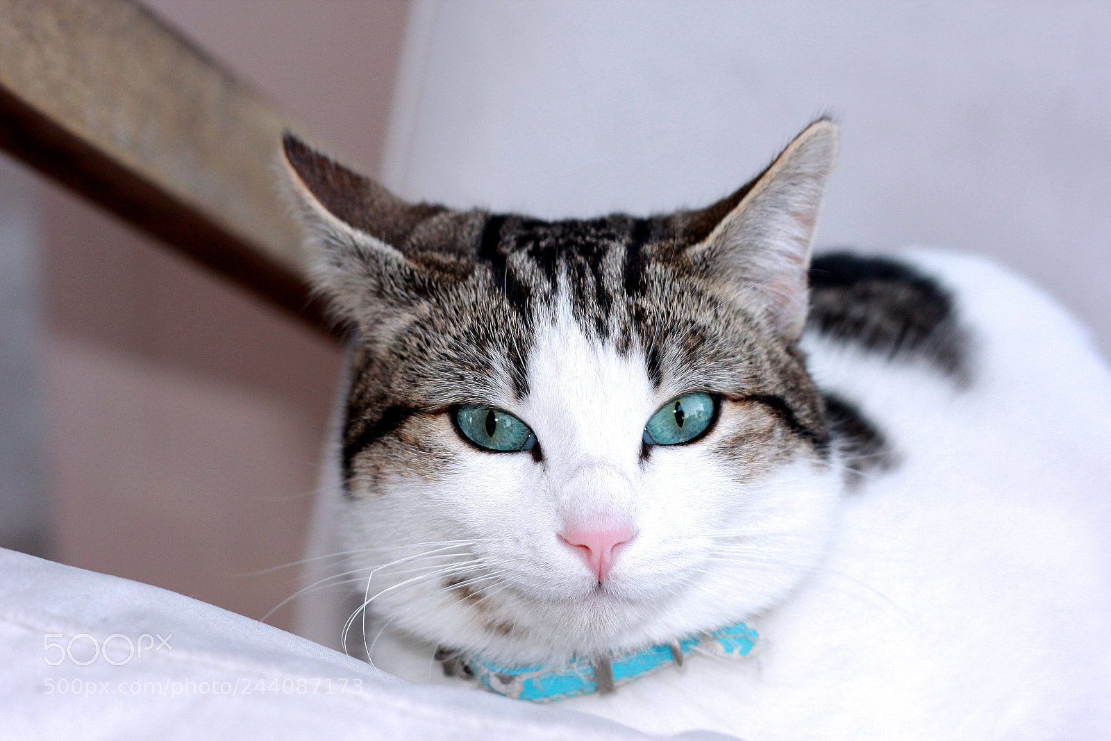 Canon EOS 60D sample photo. Gato 3 photography