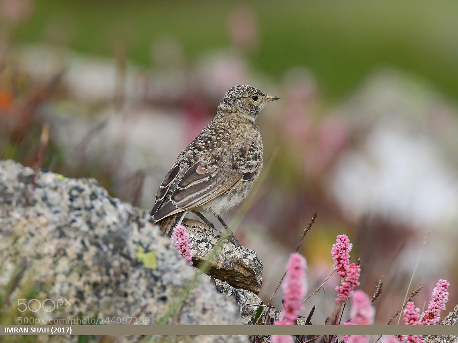 Canon EOS 7D Mark II sample photo. Horned lark (eremophila alpestris) photography