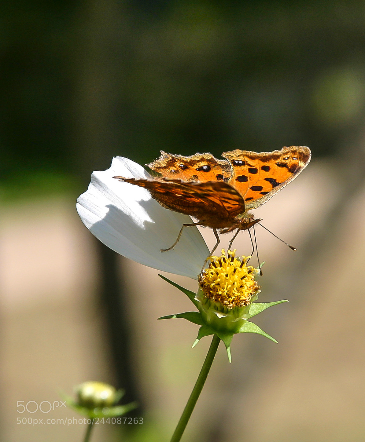 Canon EOS 300D (EOS Digital Rebel / EOS Kiss Digital) sample photo. Korea butterfly photography