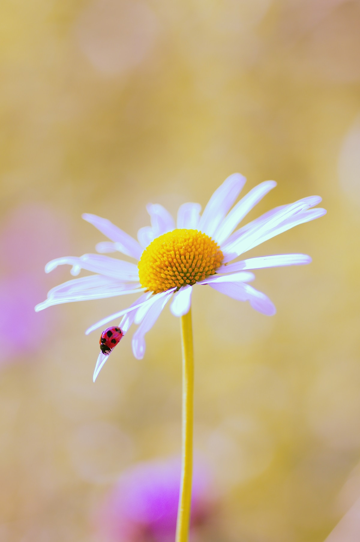 Pentax K-3 II + Pentax smc D-FA 100mm F2.8 Macro WR sample photo. Let's take a walk around !! photography