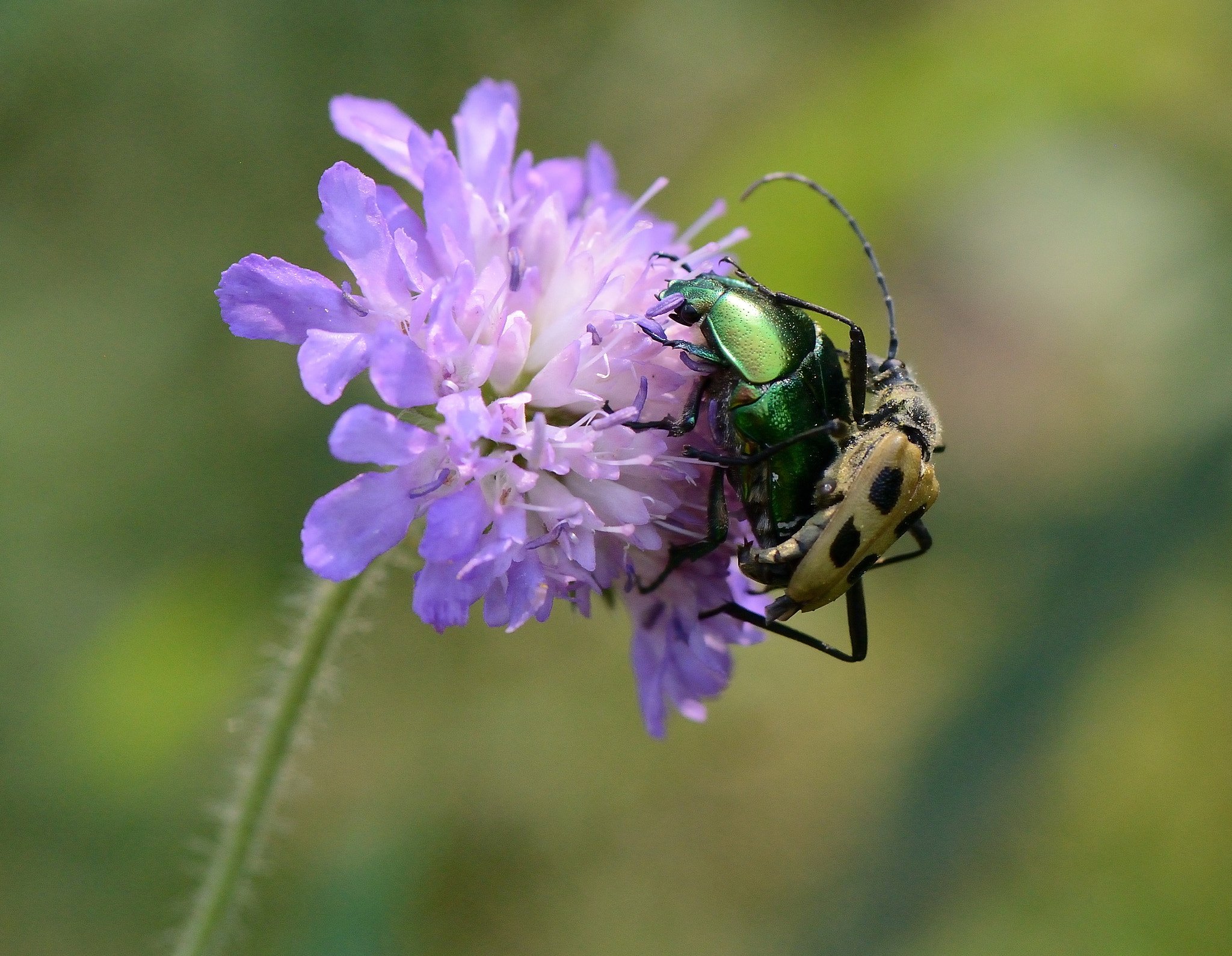 Nikon AF-S Micro-Nikkor 105mm F2.8G IF-ED VR sample photo. Pachyta quadrimaculata.cetonia aurata photography