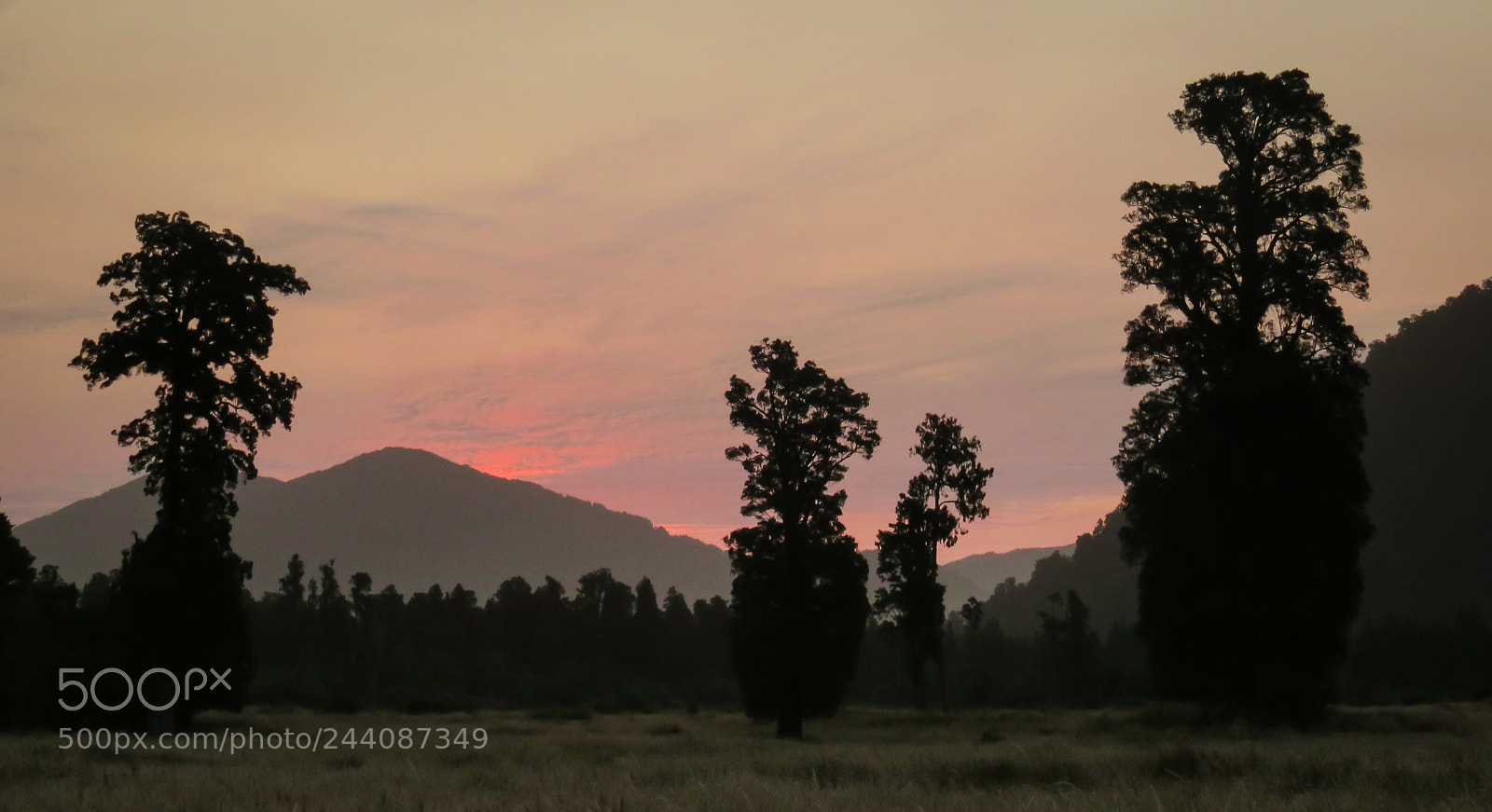 Canon PowerShot SX50 HS sample photo. Mature kahikatea trees, the photography