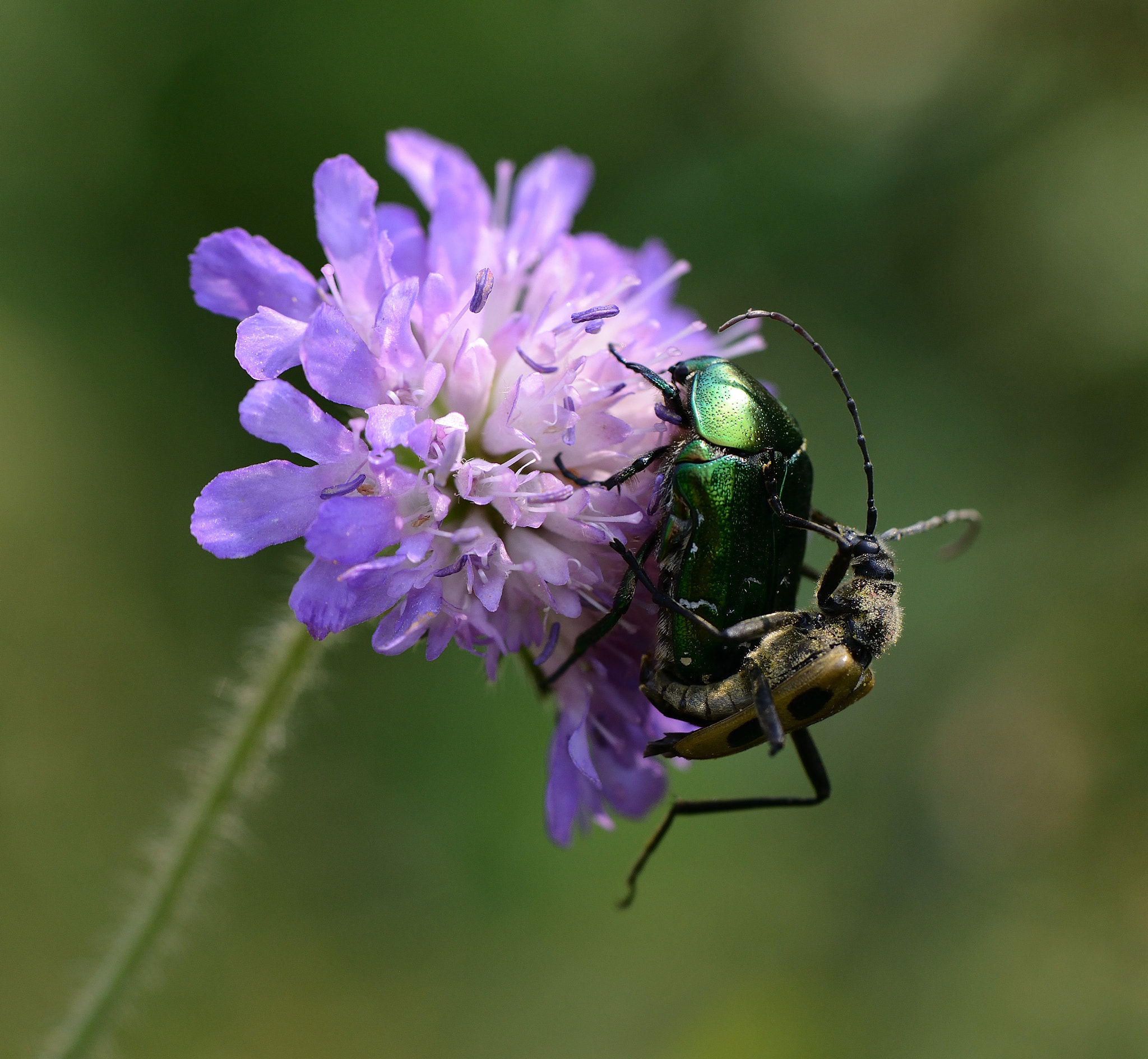 Nikon AF-S Micro-Nikkor 105mm F2.8G IF-ED VR sample photo. Pachyta quadrimaculata.cetonia aurata photography