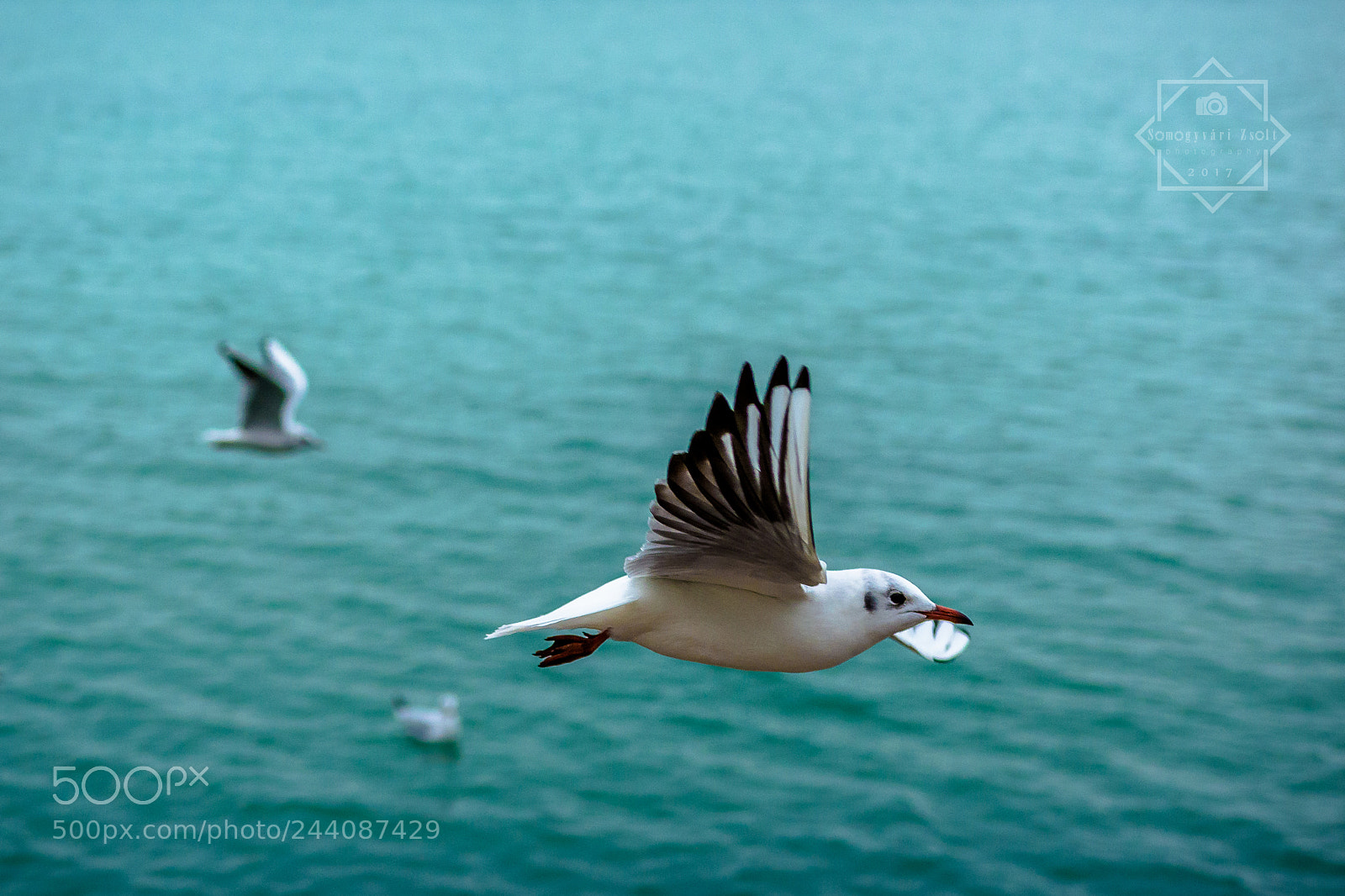 Nikon D7100 sample photo. Gull. photography