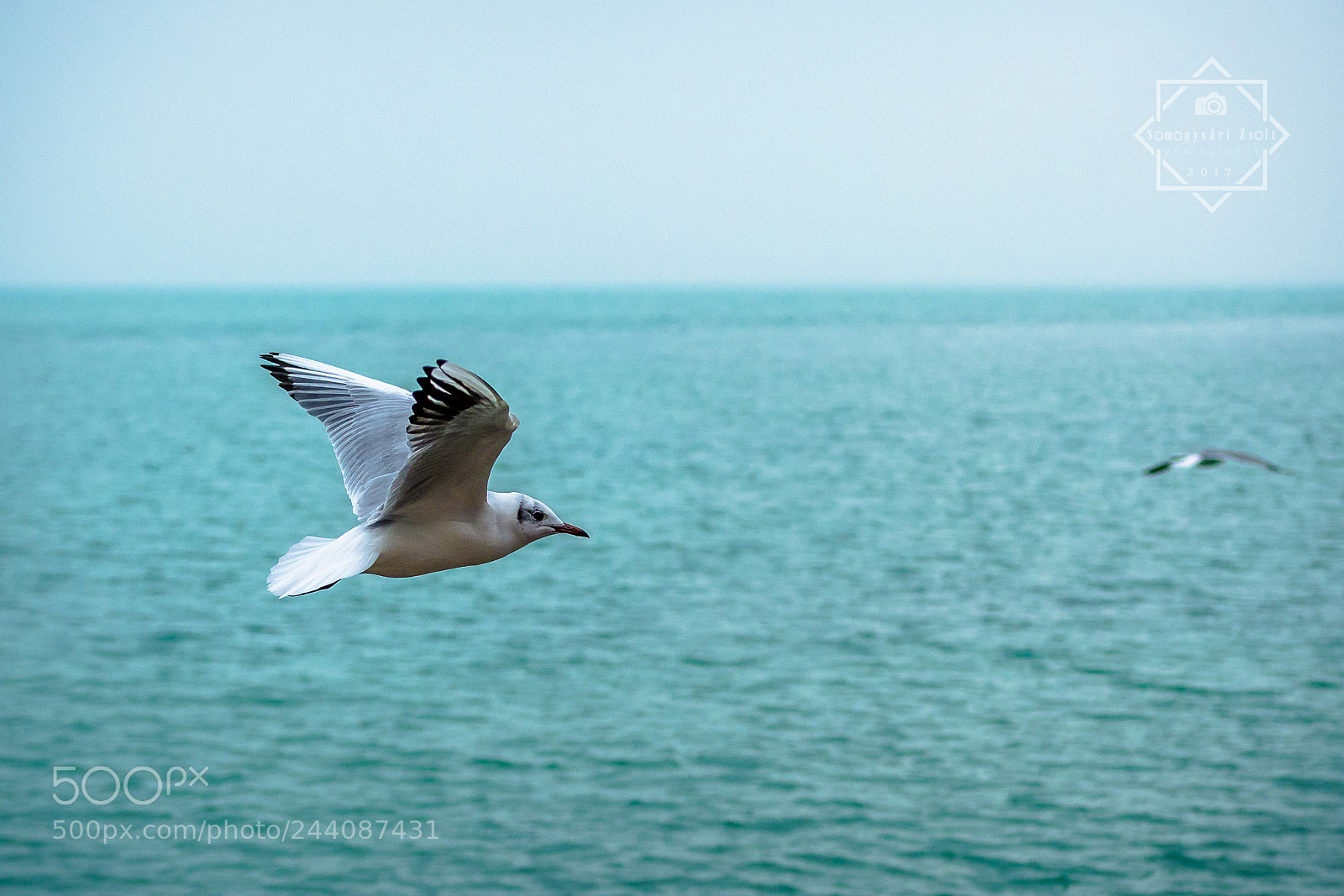 Nikon D7100 sample photo. Gull. photography