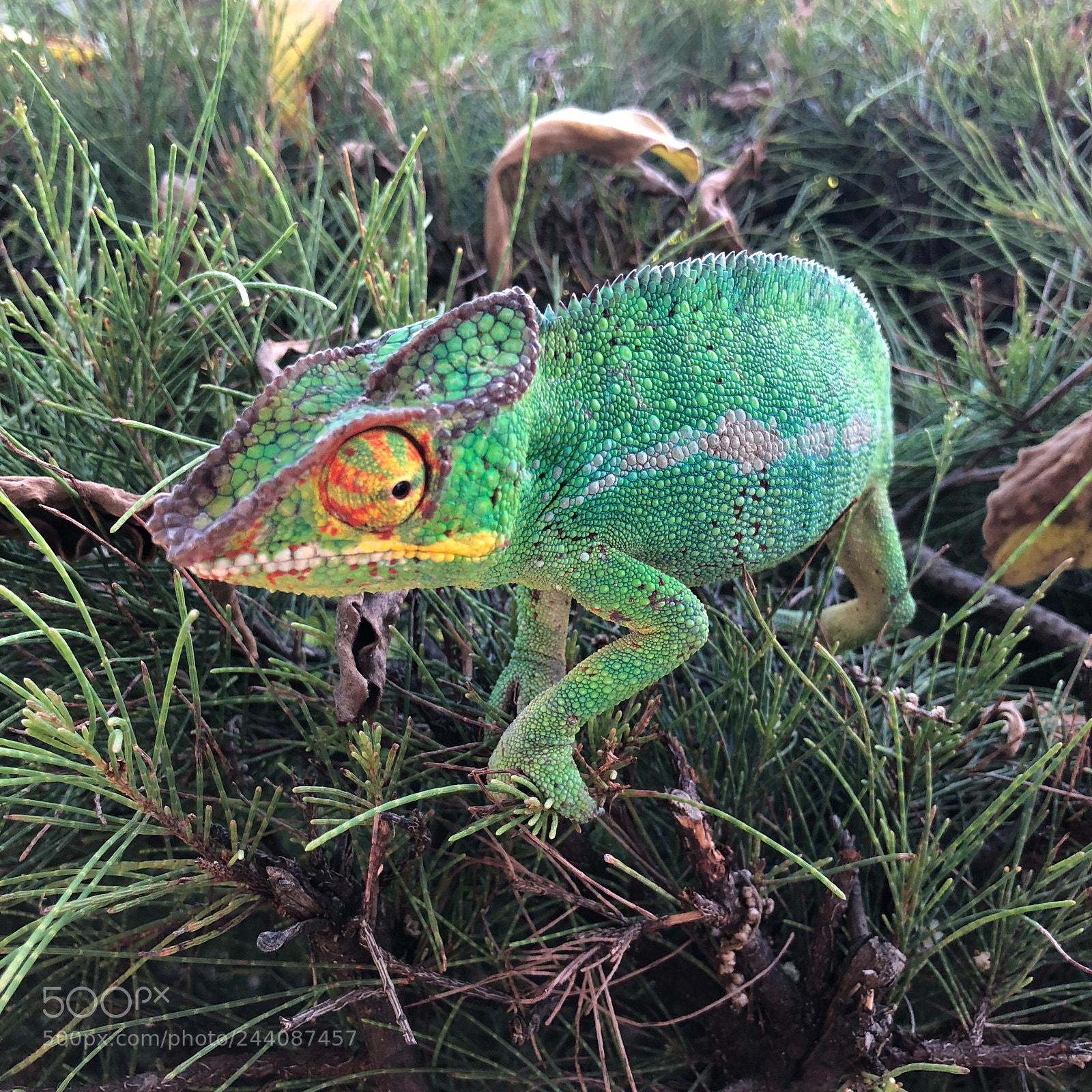 Apple iPhone X sample photo. Le cam l on photography