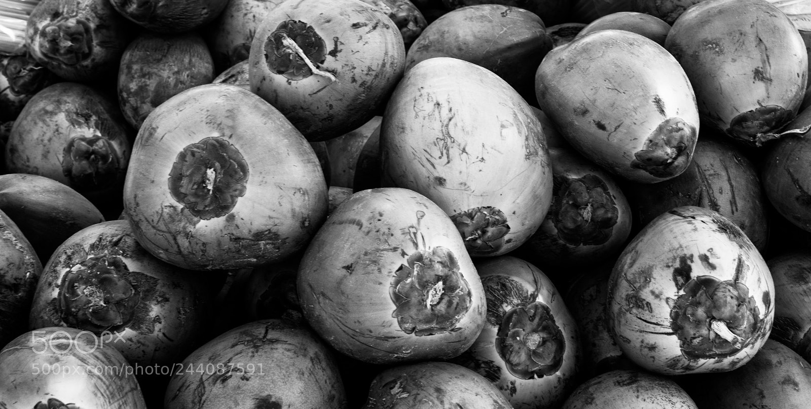 Canon EOS 550D (EOS Rebel T2i / EOS Kiss X4) sample photo. Coconuts photography