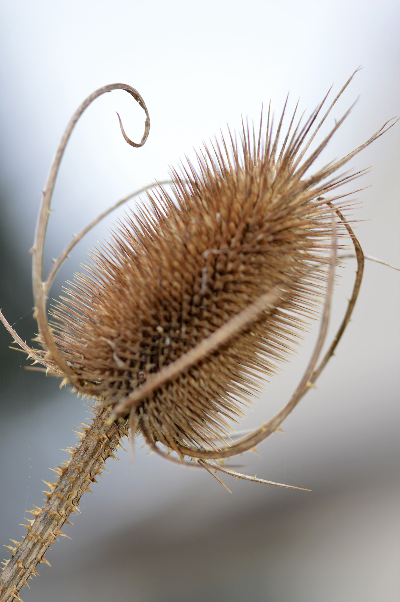 Sigma 105mm F2.8 EX DG OS HSM sample photo. () photography