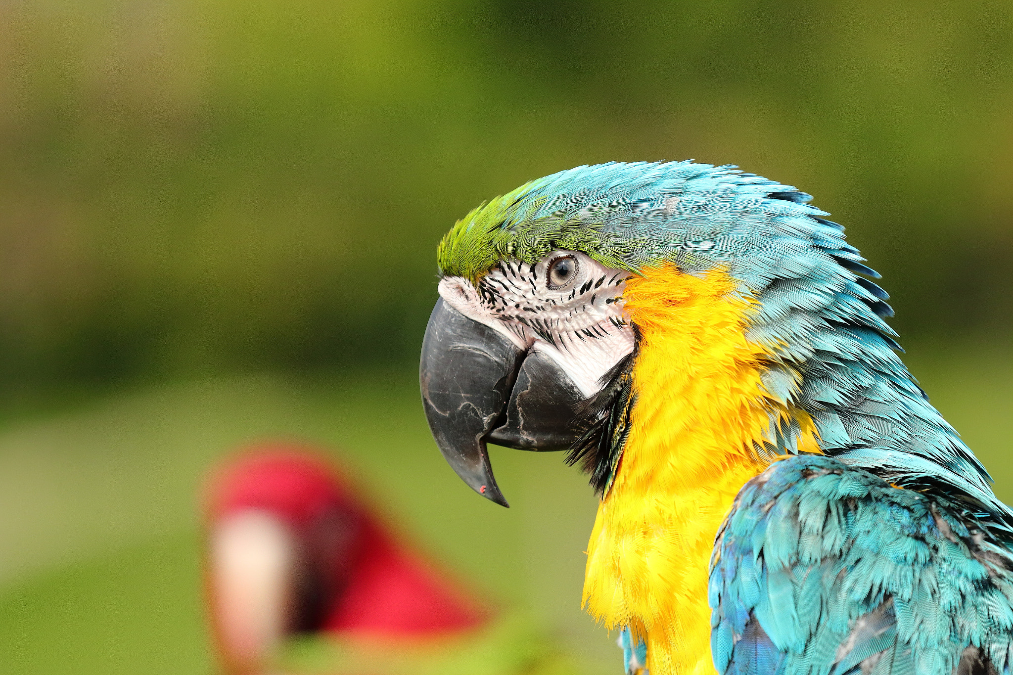 Canon EOS 70D + Canon EF 70-200mm F4L IS USM sample photo. Img_2412m parrot. オウム. 金剛鸚鵡. photography