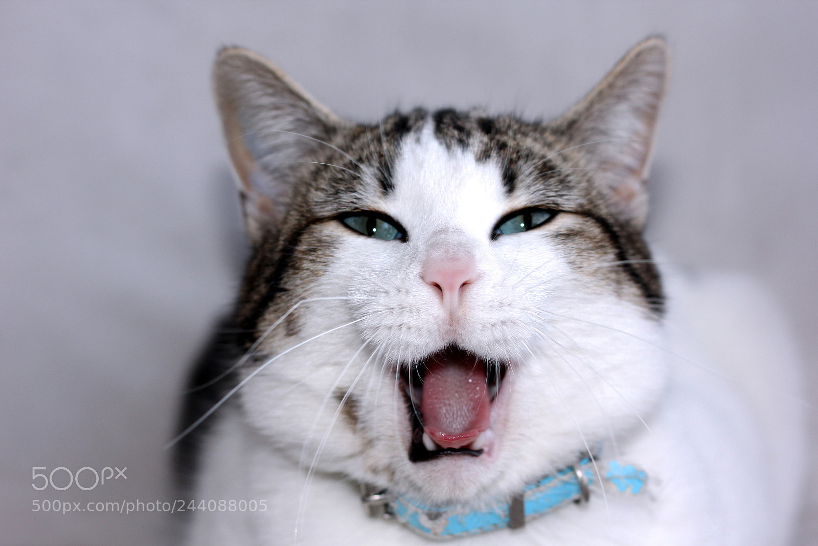 Canon EOS 60D sample photo. Gato 2 photography