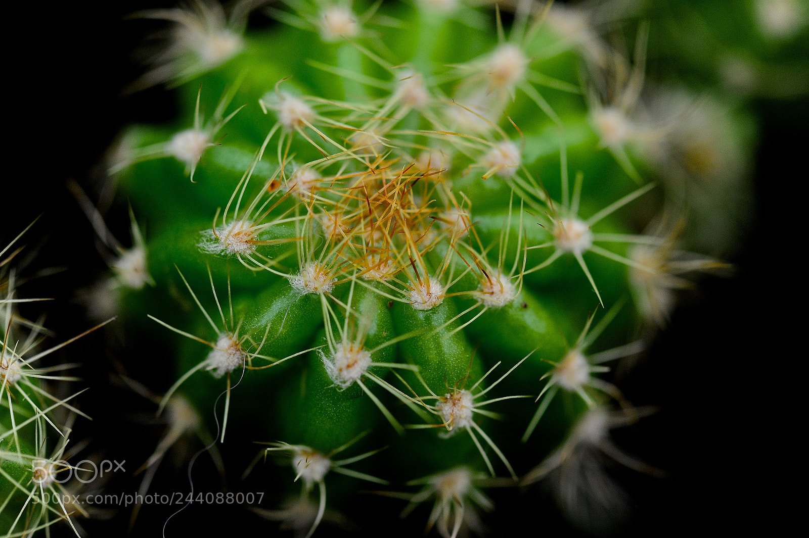 Nikon D700 sample photo. Cactus photography