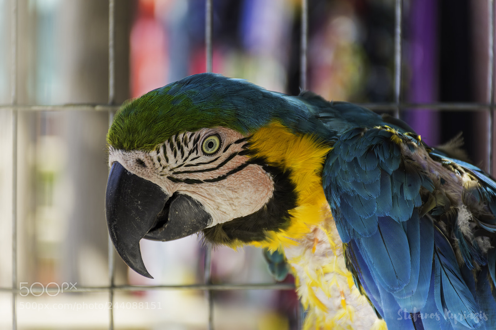 Nikon D7200 sample photo. Parrot photography