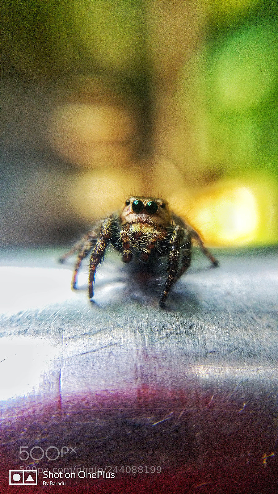 OnePlus A3003 sample photo. Spidey photography