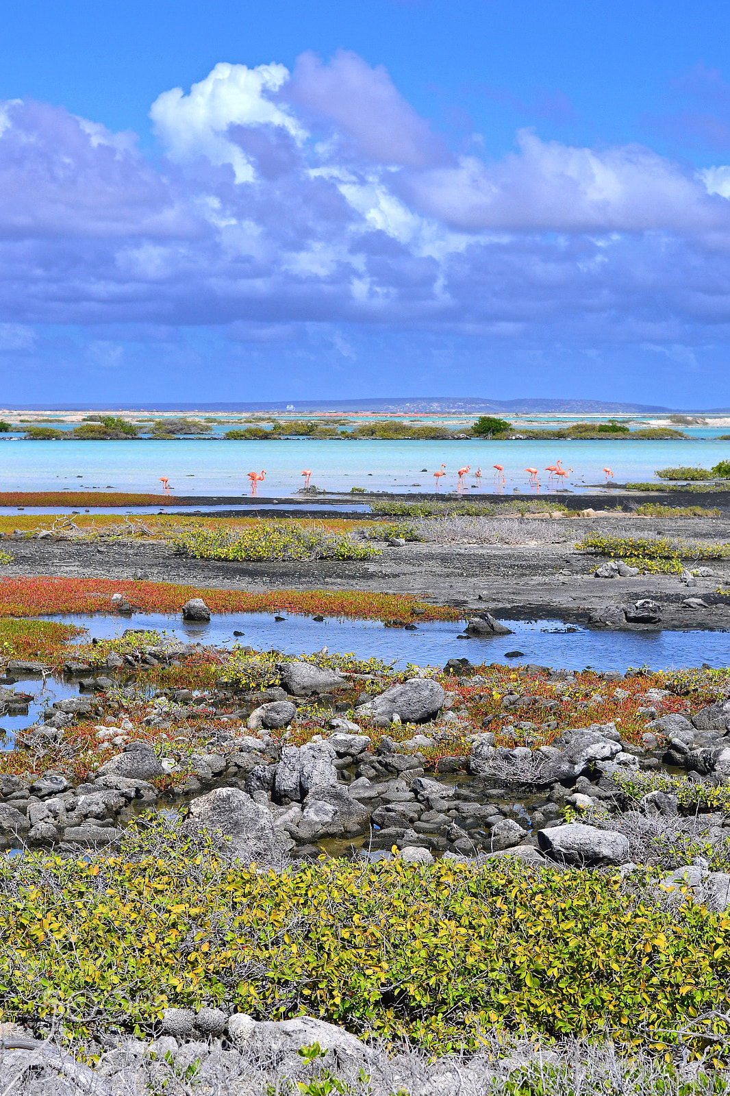 Nikon D3100 sample photo. Flamingo photography