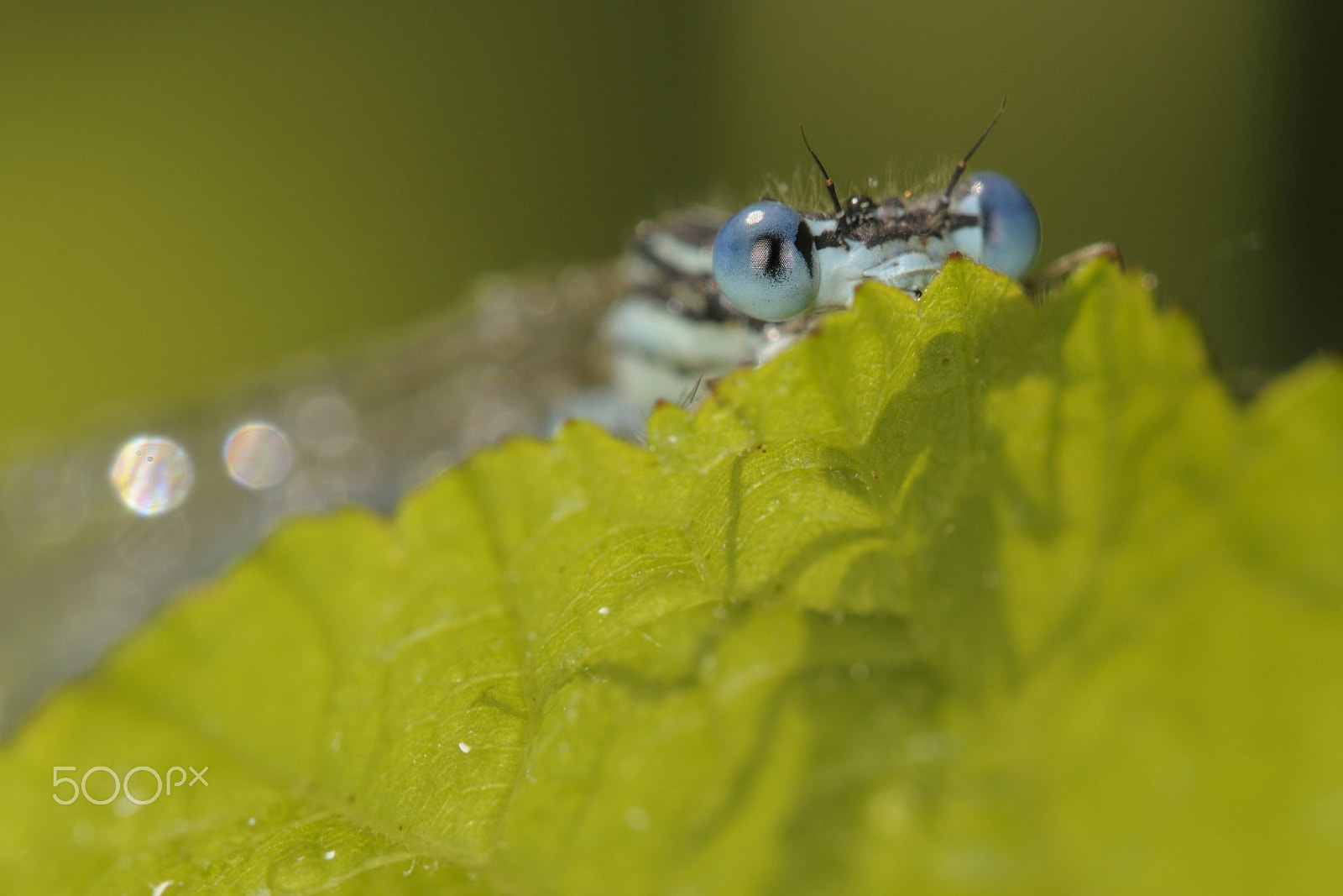 Nikon AF-S Micro-Nikkor 105mm F2.8G IF-ED VR sample photo. Hidden photography