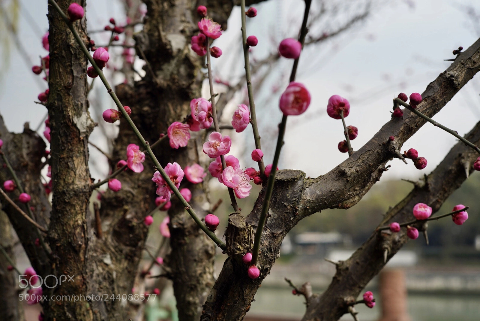 Sony a7R III sample photo. Untitled photography