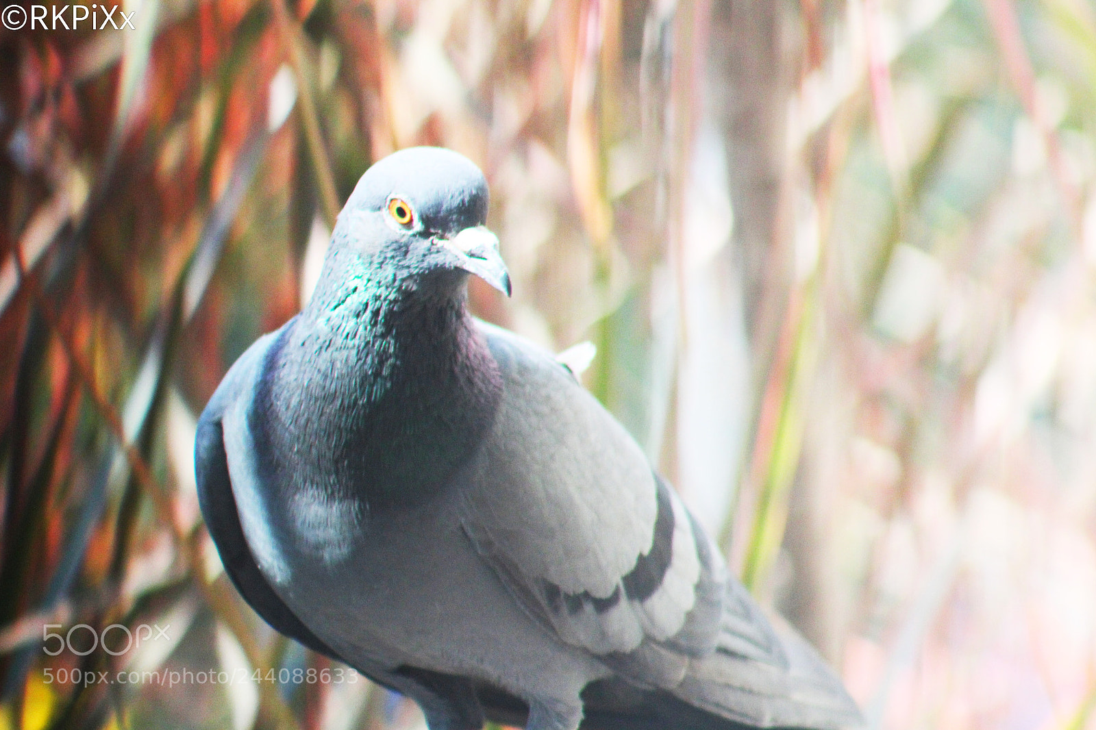 Canon EOS 1300D (EOS Rebel T6 / EOS Kiss X80) sample photo. Kabootarrrr!! photography