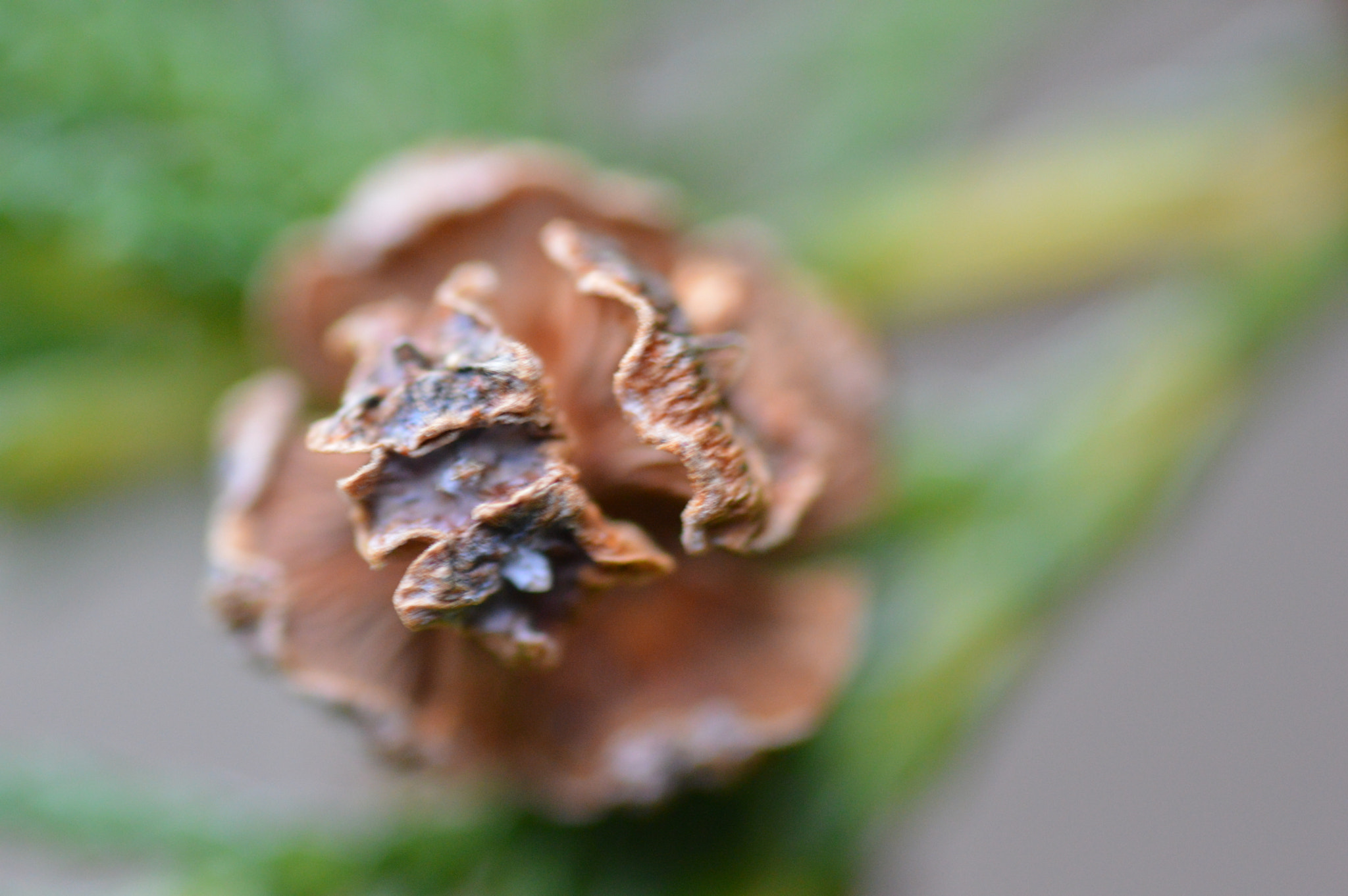 Sigma 105mm F2.8 EX DG OS HSM sample photo. () photography