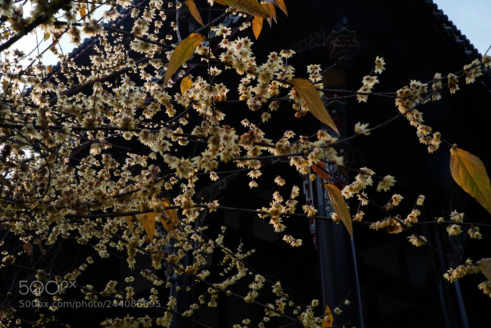 Sony a7R III sample photo. Untitled photography