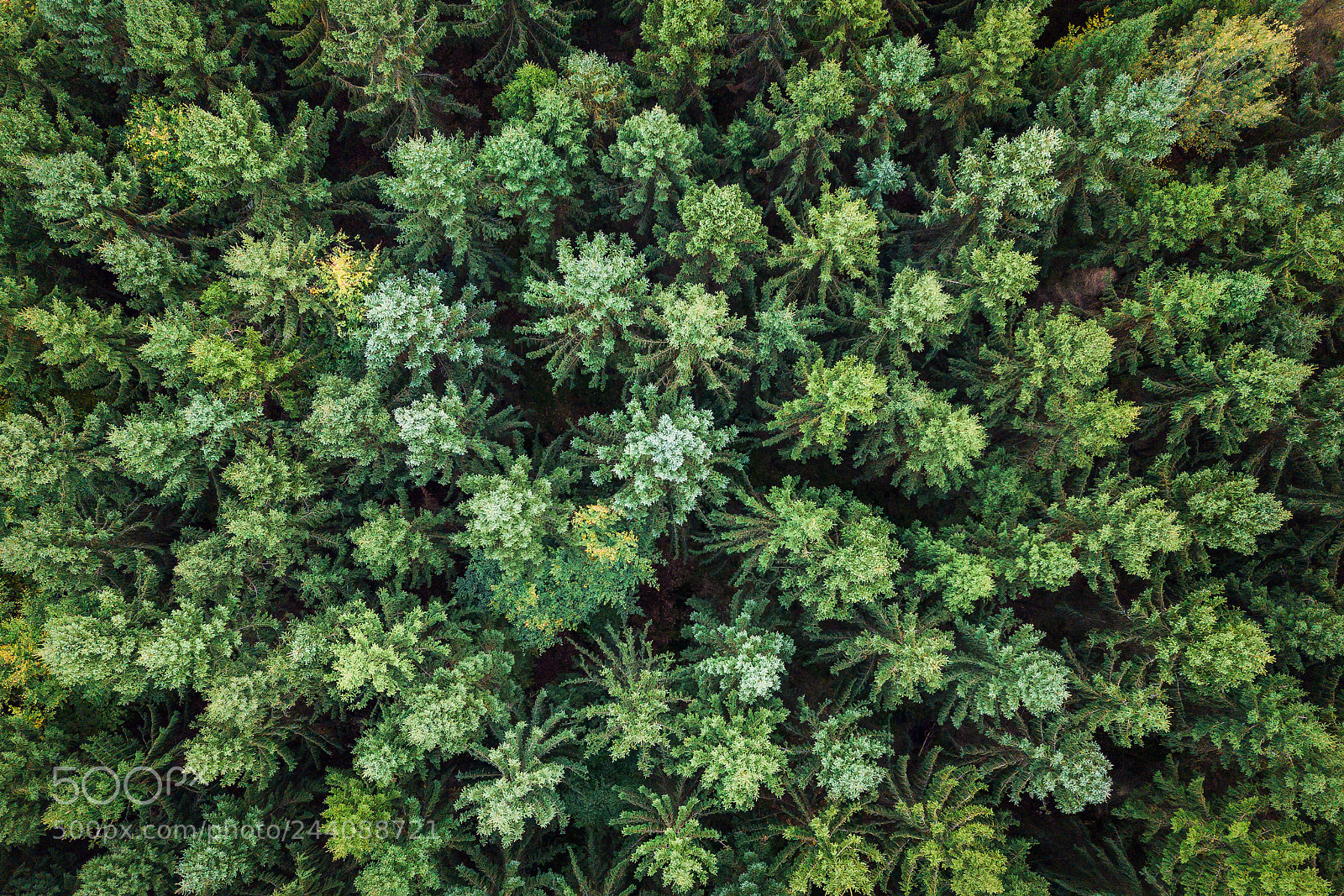 DJI FC220 sample photo. The forest photography