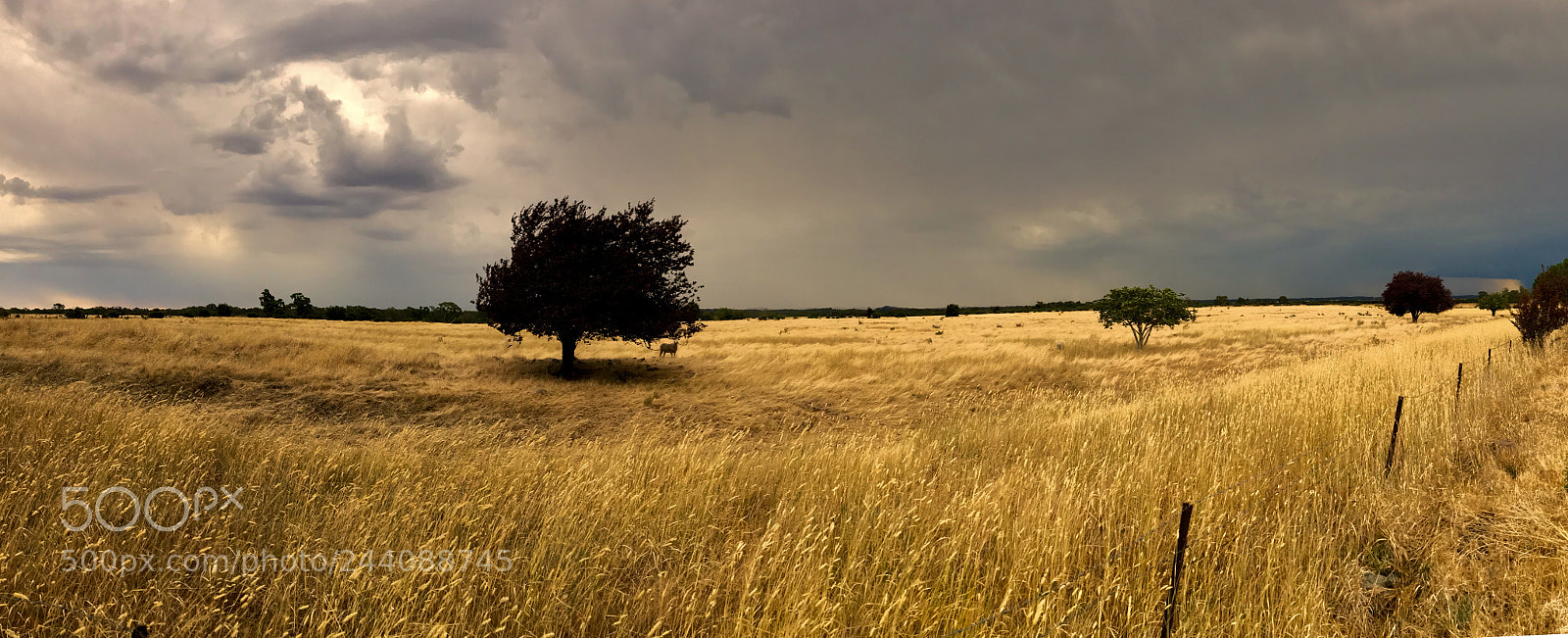 Apple iPhone 7 Plus sample photo. A summer storm near photography