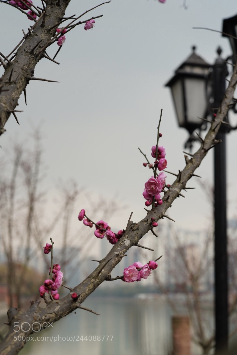 Sony a7R III sample photo. Untitled photography