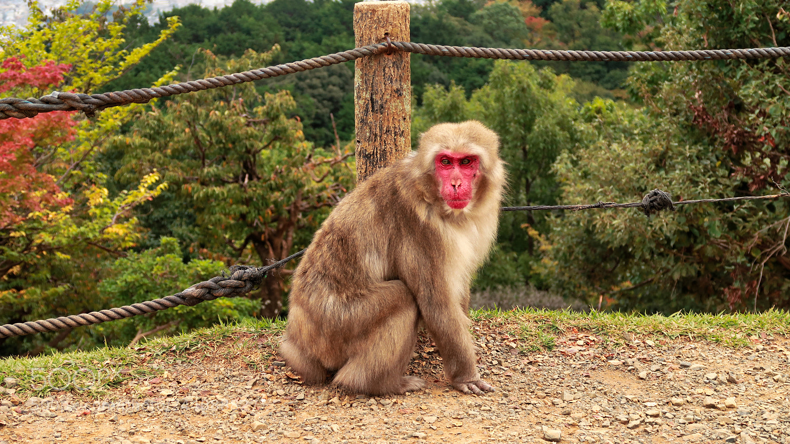 Canon PowerShot G7 X Mark II sample photo. Iwatayama monkey park photography
