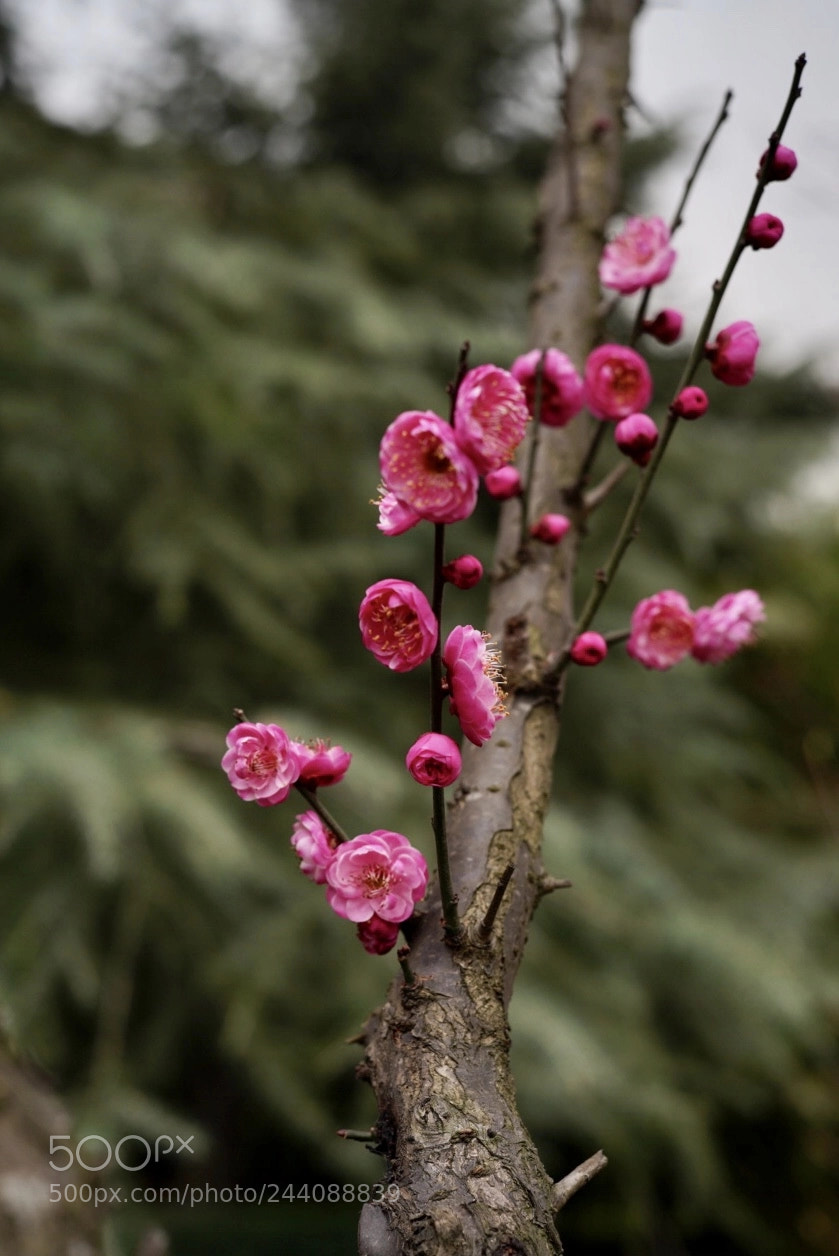 Sony a7R III sample photo. Untitled photography