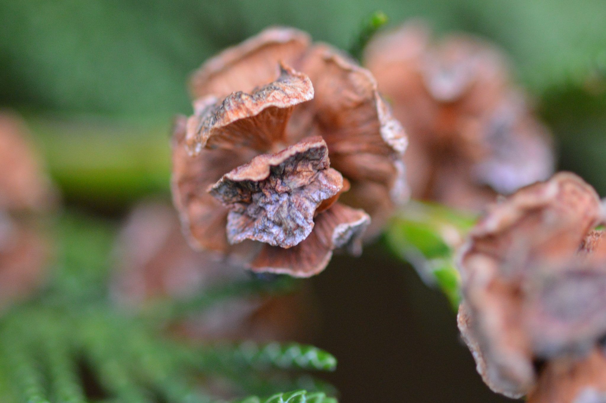 Sigma 105mm F2.8 EX DG OS HSM sample photo. () photography