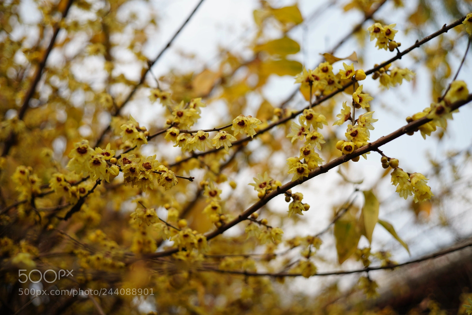 Sony a7R III sample photo. Untitled photography