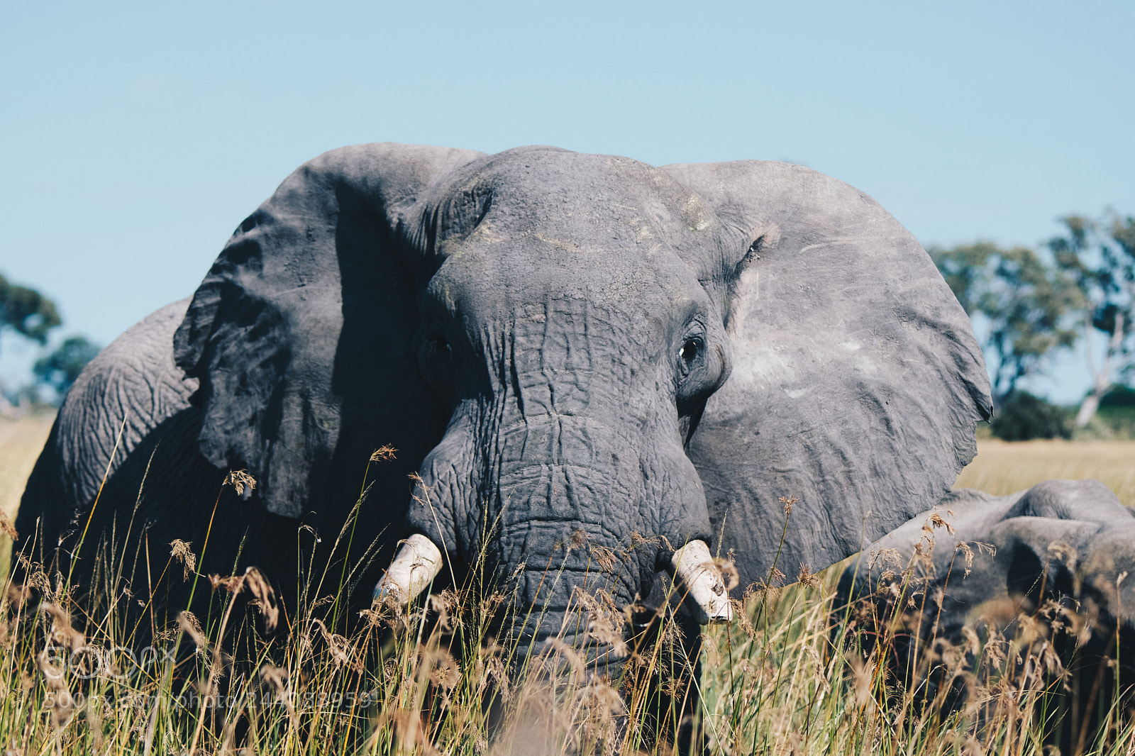 Nikon D5500 sample photo. African elephant photography