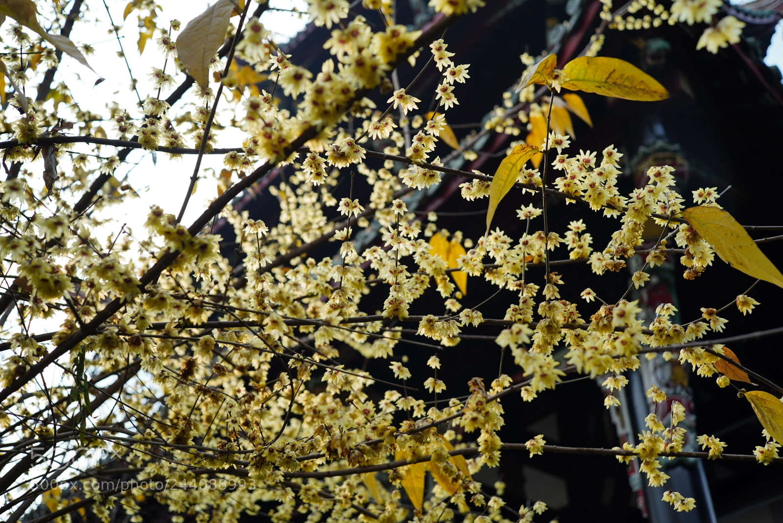 Sony a7R III sample photo. Untitled photography