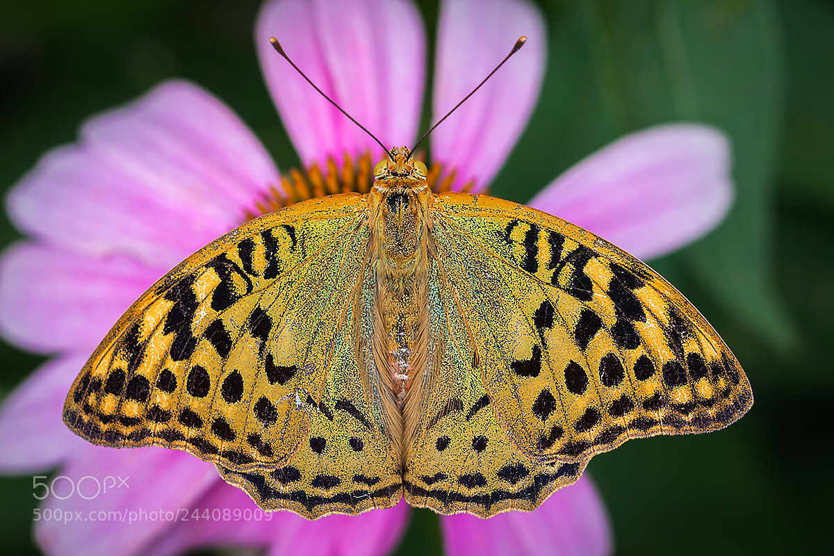 Canon EOS 40D sample photo. Butterfly photography