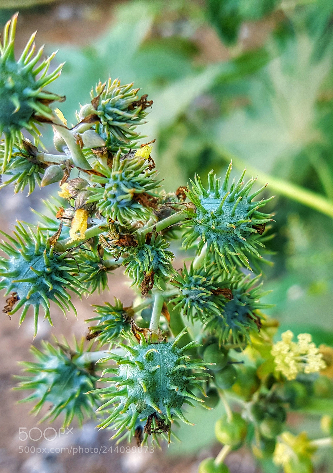 Samsung Galaxy S7 Edge sample photo. Wadi plants photography