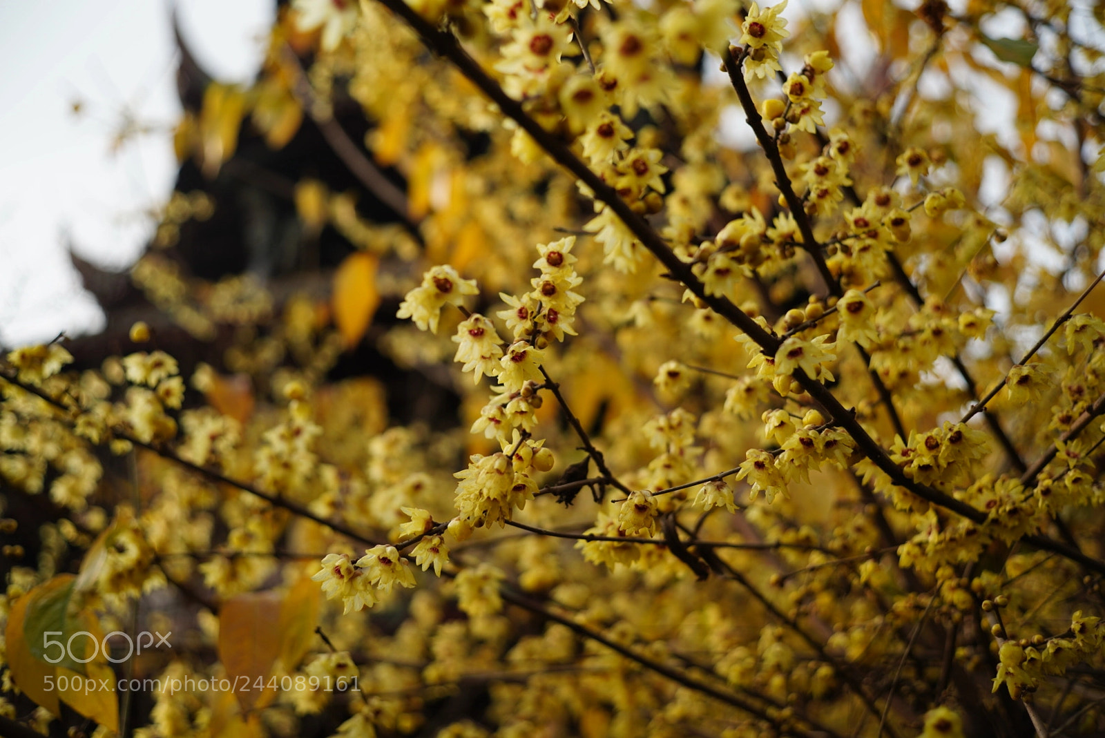 Sony a7R III sample photo. Untitled photography