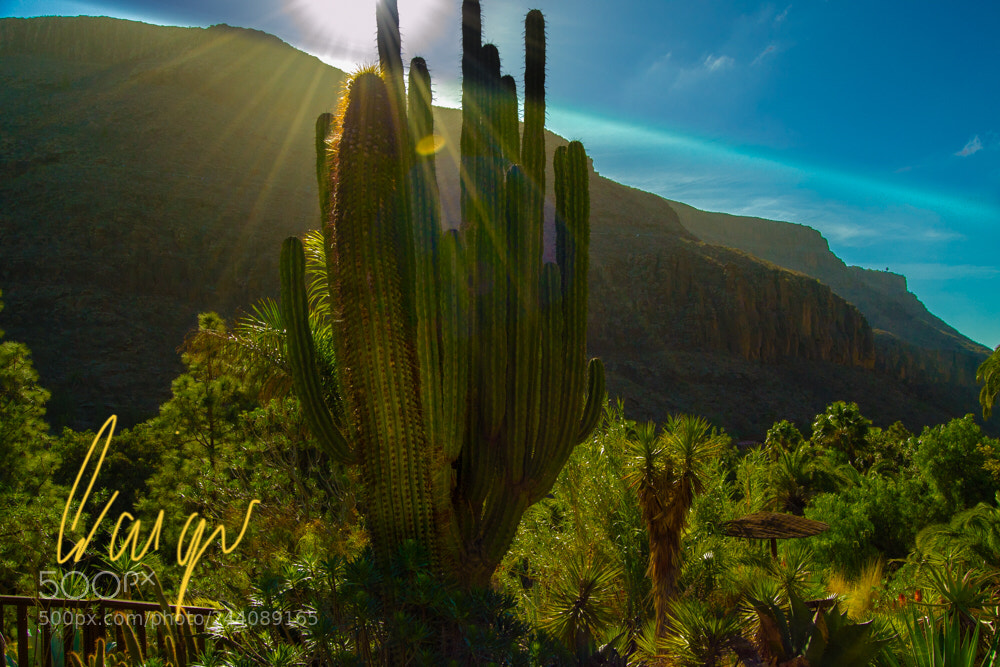 Nikon D3100 sample photo. This cactus in palmitos photography