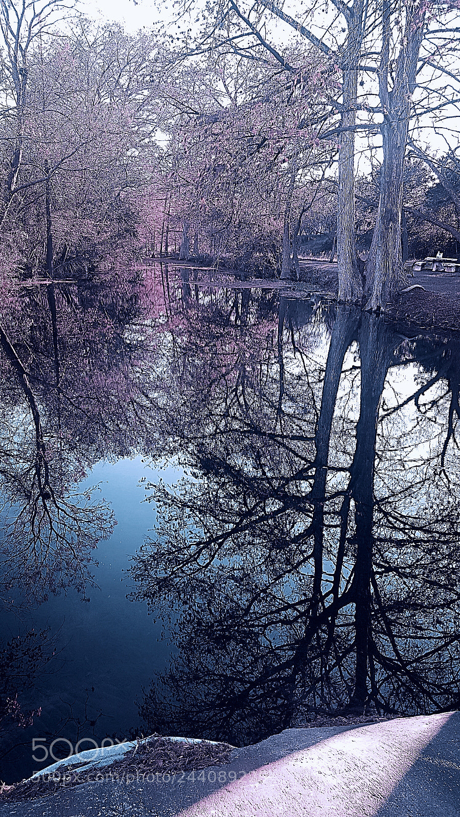 Samsung Galaxy S6 sample photo. Cherry blossom hue photography